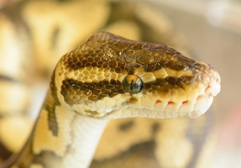 Snake Anaconda Bennie; Photo Source: vecteezy.com; Photographer: dsomgallery