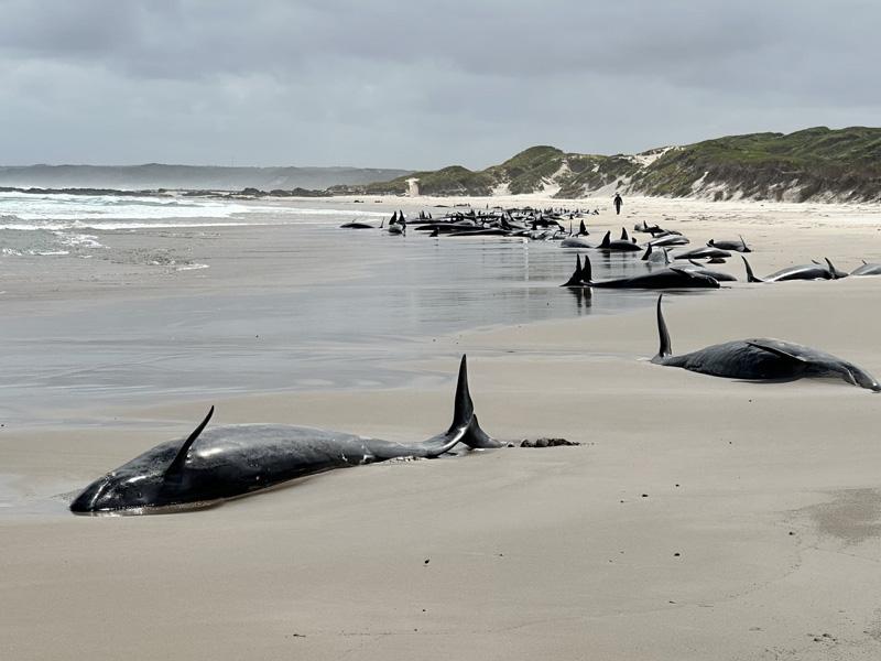 The killing of two dolphins trapped on a remote coast in Tasmania; Photo Source: Theguardian; Photographer's name: Unknown