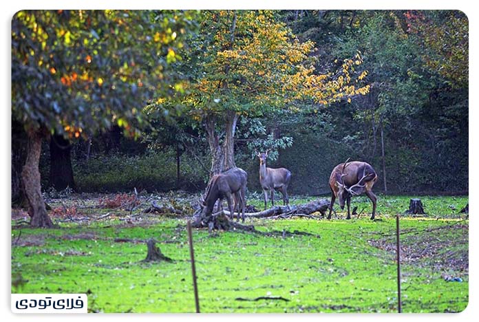 Gorgan's sights From the pristine forest to the works of the Safavid period Gorgan Dining Forest