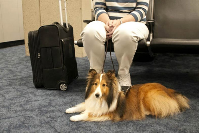 Pets ery and exit rules to the UAE