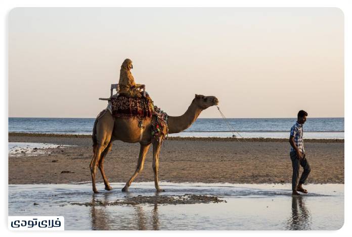 Naz Qeshm Island Where you can walk on the water! Camels on Naz Qeshm Island
