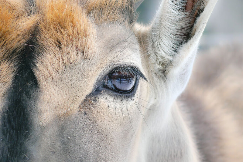 Camel's clustered photo