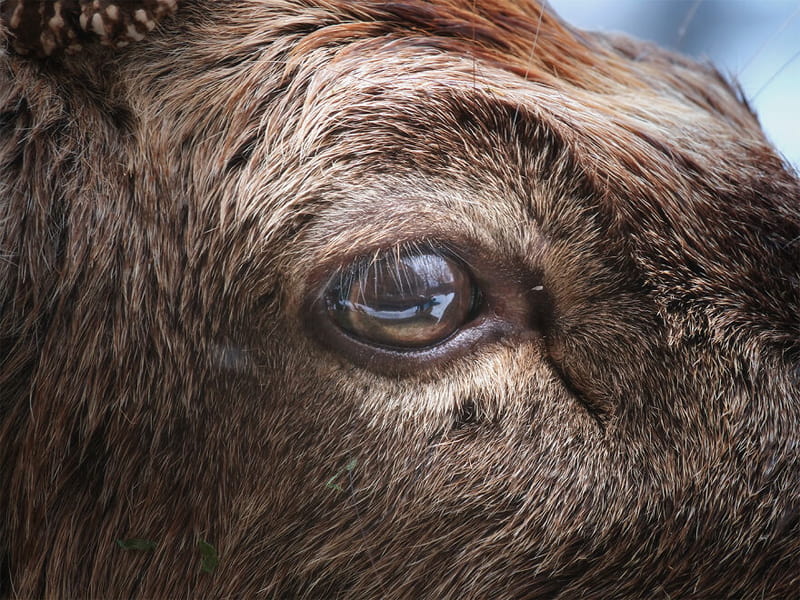Close -up Photo of an Eye Eye