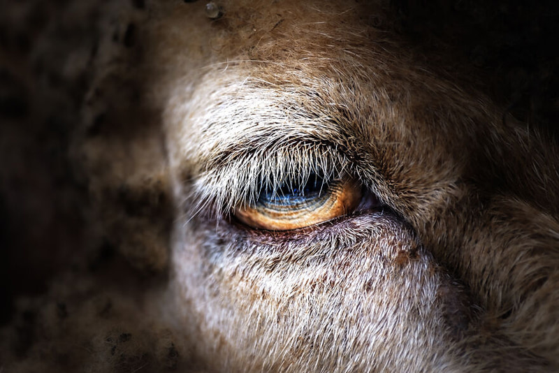 Close -up Photo