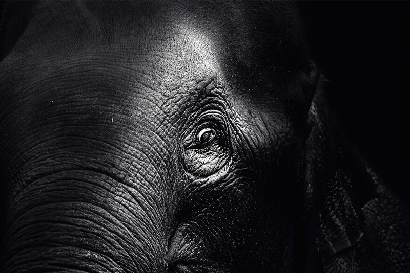Photo closy photo elepha