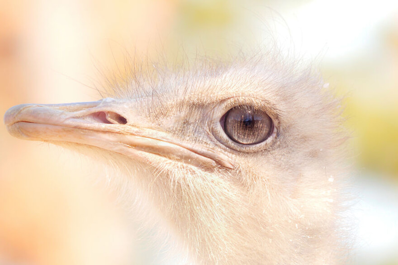 Bird eye closy photo with bright feathers