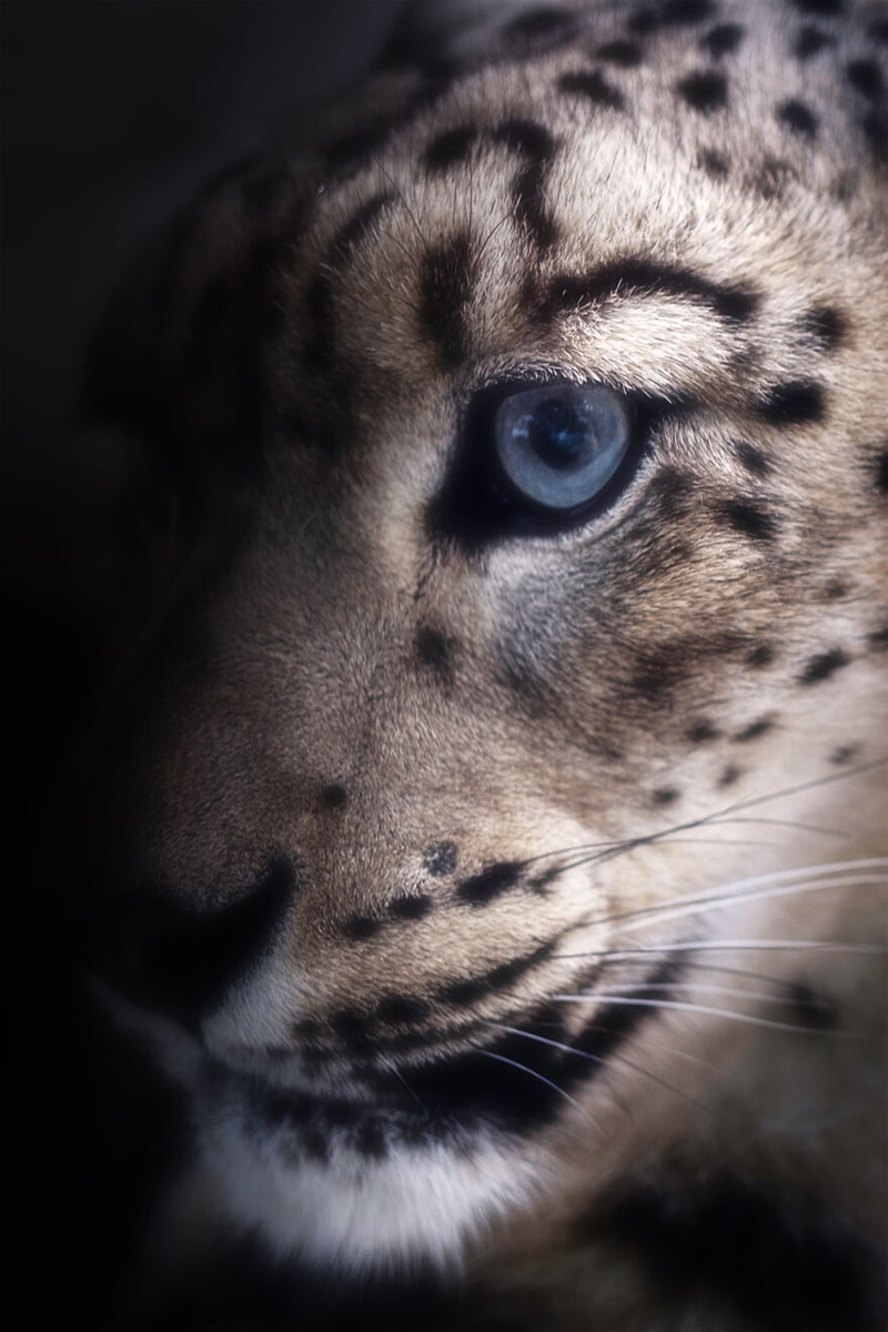 Cheetah closical photo of the cheetah