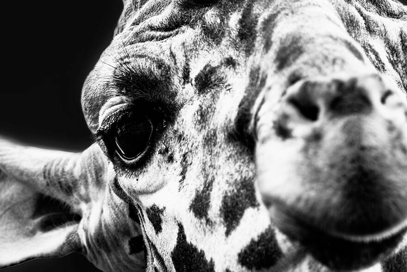 Close -up photo