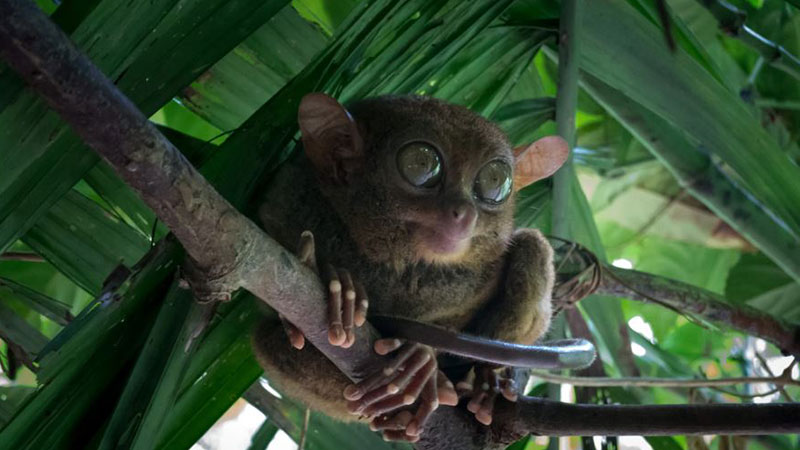 Diverse animals and native species of chocolate hills