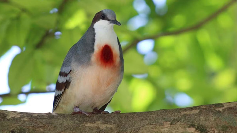 Other chocolate hills animals