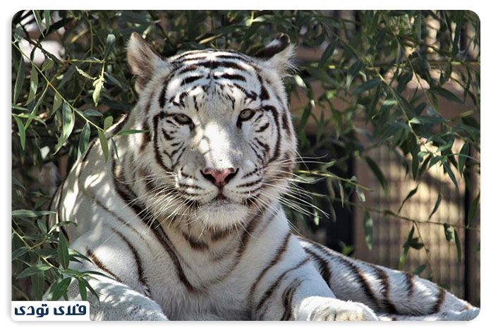 Eram Park Zoo 