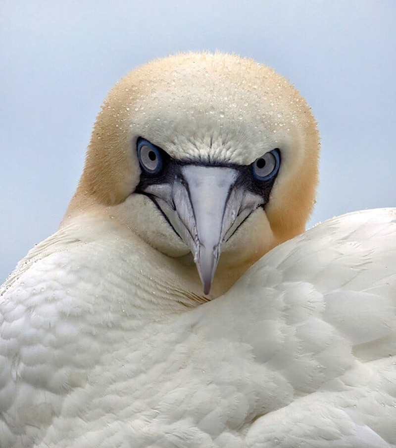 Portrait of a sea bird called Ga (gannet); Photographer: Ann Jeffray