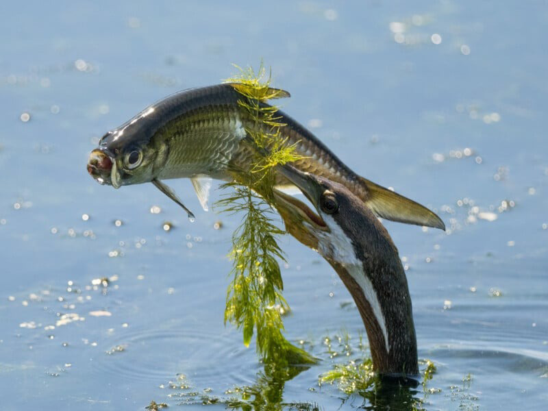Huing fish by the bird; Photographer: Beth Walker