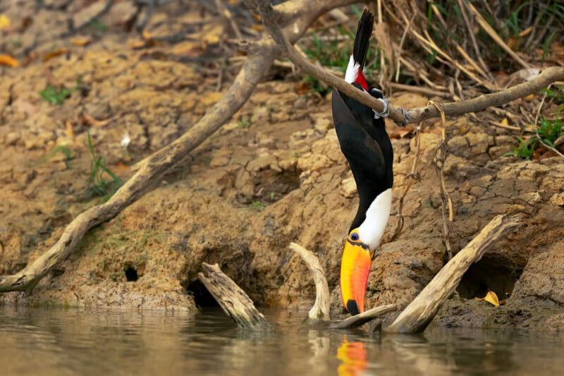 The bird's water from the lake; Photographer: Hira Punjabi
