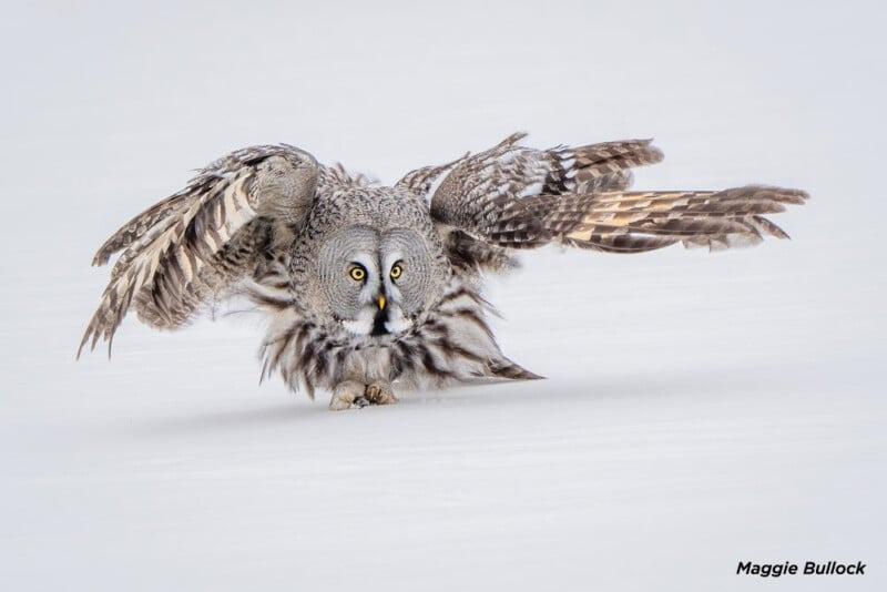 The owl flying; Photographer: Maggie Bulllock