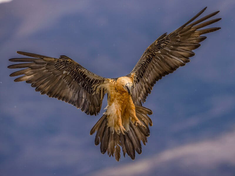 Eagle flying; Photographer: ARNE BIVRIN