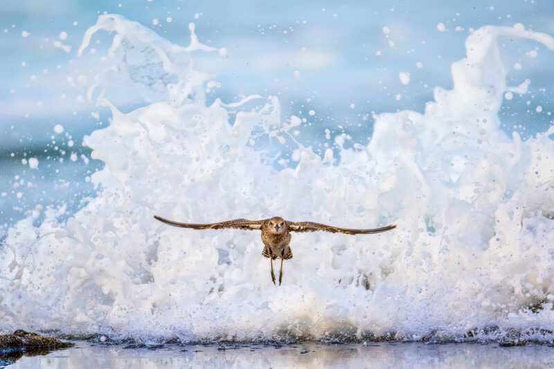 Flight of the eagle over the water; Photographer: Luisa Lynch