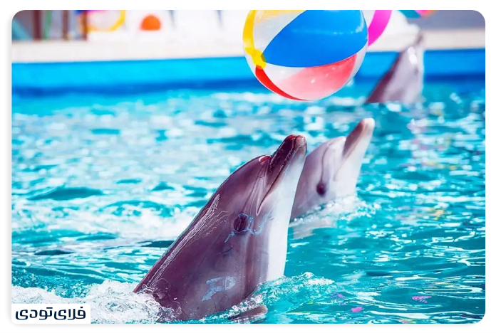 Kish Dolphinarium