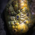 Snake closer photo