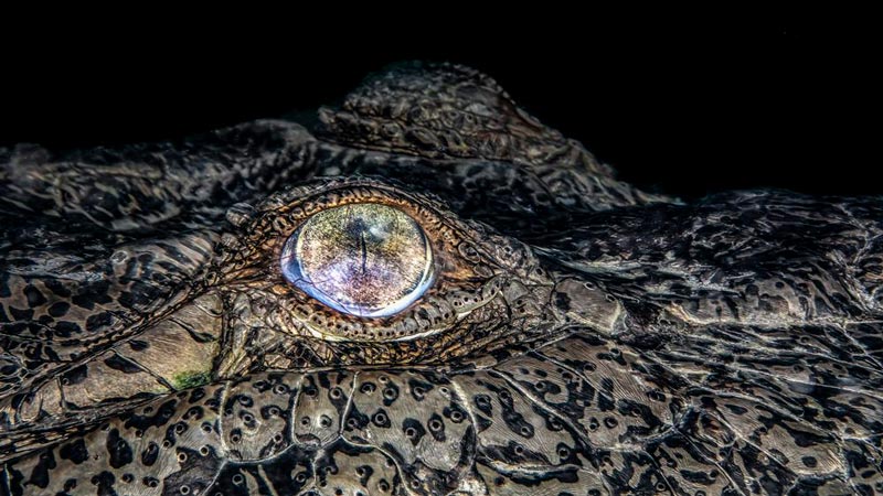 Crocodile Eye Photo, Winning Travel Photography; Photographer: Jenny Stock