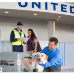 PET IN PLANE POLICY 8