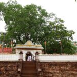 Sri Lanka's sacred tree reporting - the day the Buddha was enlightened