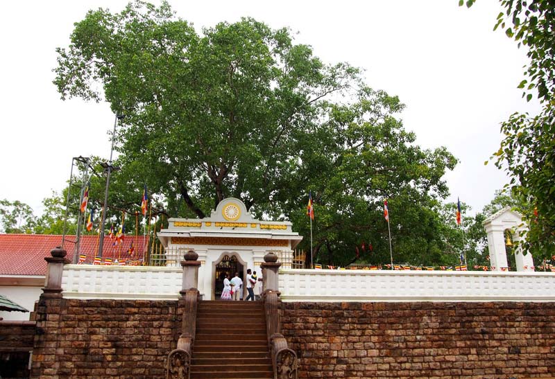 Sri Lanka's sacred tree reporting - the day the Buddha was enlightened