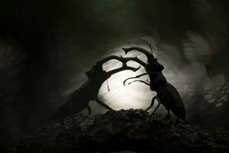 Battle of two beetles; Photographer: svetlana Ivanenko from Russia