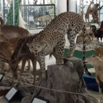 Taxidermy animals at the Museum of Natural History of Shiraz. Photographer: ISSA Ali