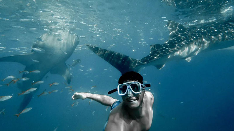 Lacquer swimming with sharks in Oslob