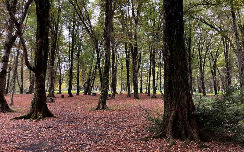 Sisangan Forest Park in Autumn, Photo Source: Google Map, Photographer: Taha Mousavi
