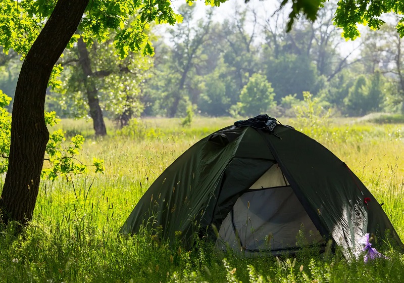 Te in the woods; Photo Source: naturstyrelsen.dk; Photographer: Unknown
