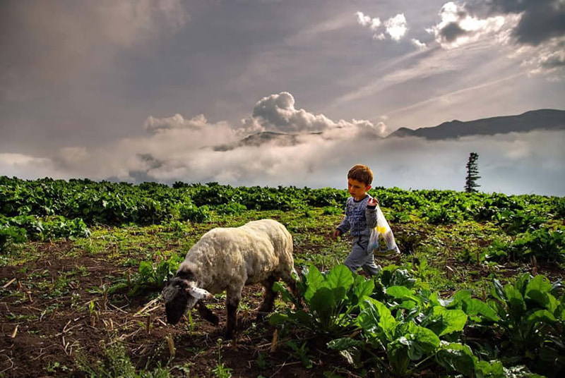 A leave of Turkish and sheep in the pasture