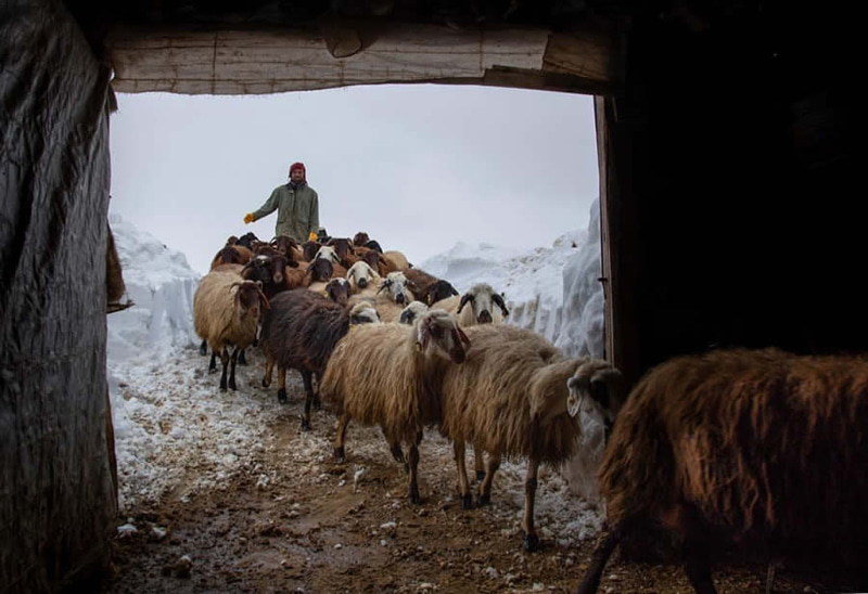 Shepherd