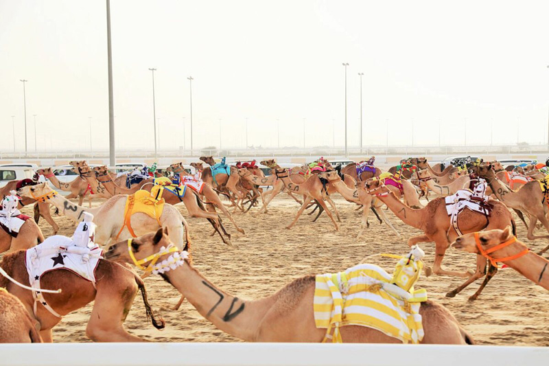 Qatar's traditional camel eve