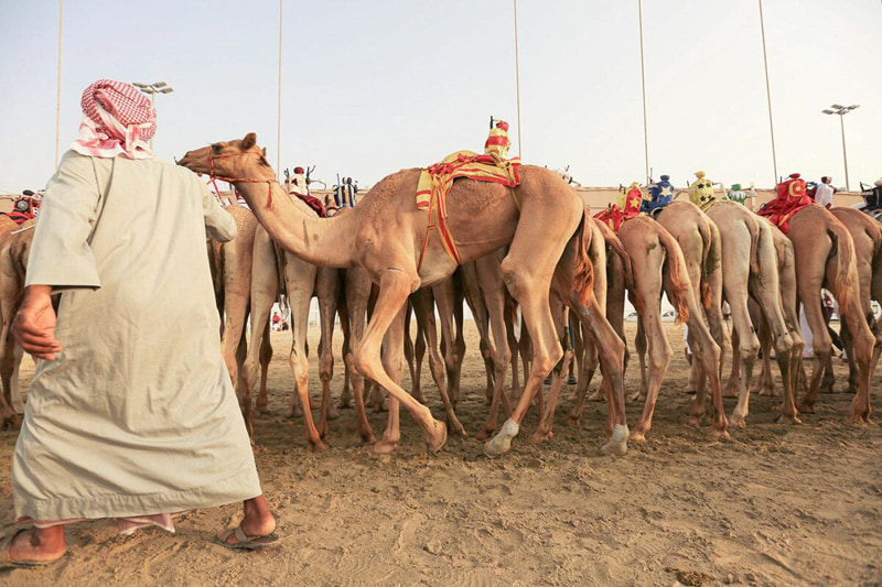 Sarbanes of Race Camels