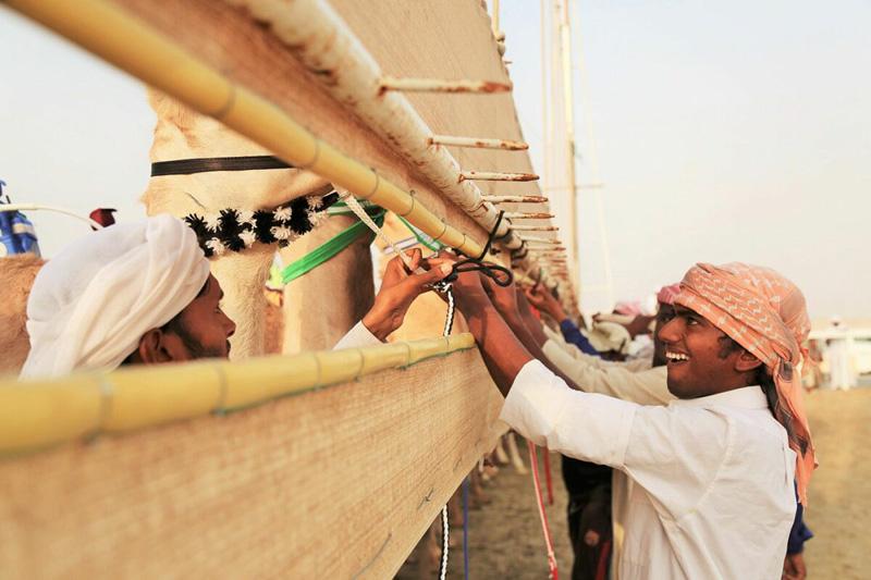 Preparation of racing camels in Qatar