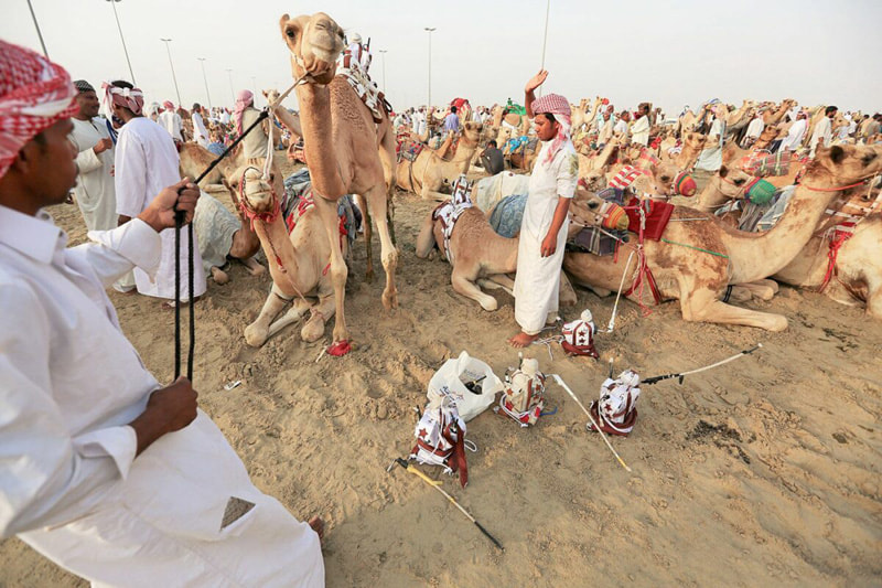 Resting Qatar Race Camels