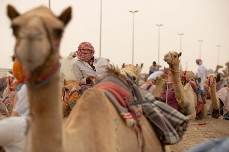 One of the Qatar Race Camels