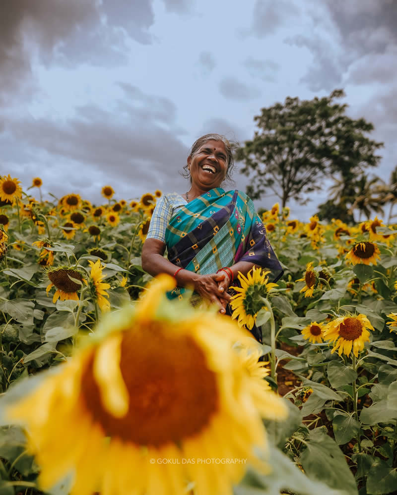 Old Indian smiling woman in the middle of the sunflower farm