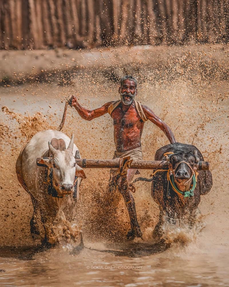 Indian man and two cows in the middle of water