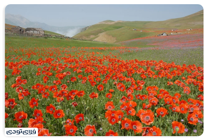 Shaghayeh flower plains