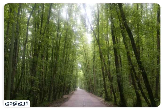Allaq Forest Park