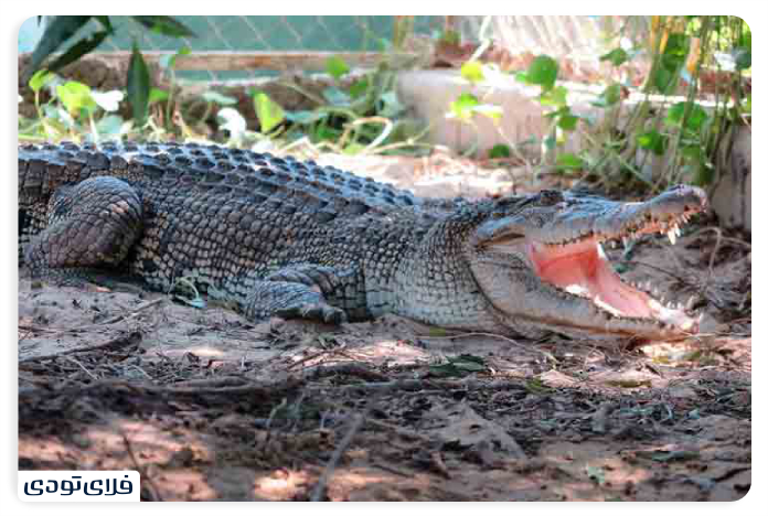 Crocodile
