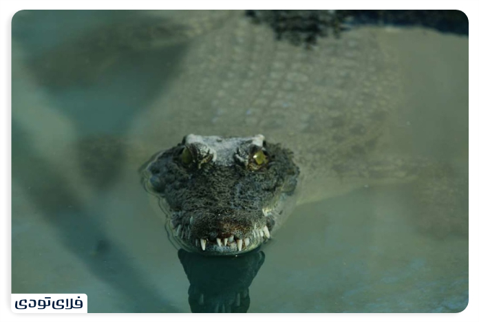 The best time to visit the Qeshm Crocodile Park