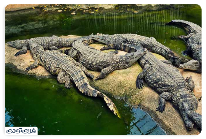 Qeshm Crocodile Park Recreation