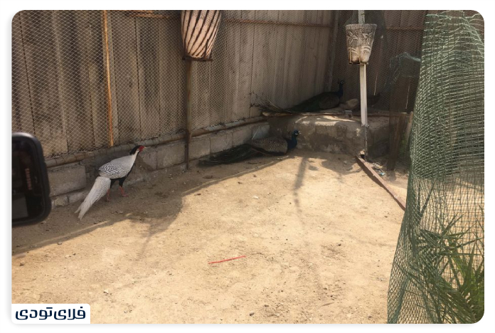 Birds of Qeshm Crocodile Park