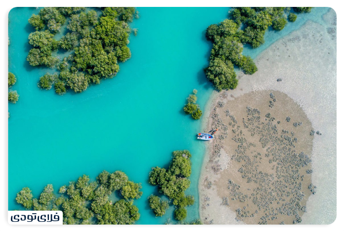  Mangrove forest in Qeshm