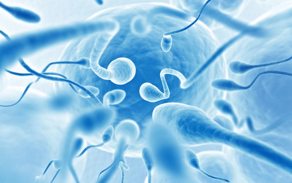What a pill to boost sperm