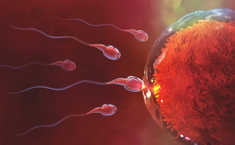 The best multivitamin to strengthen sperm